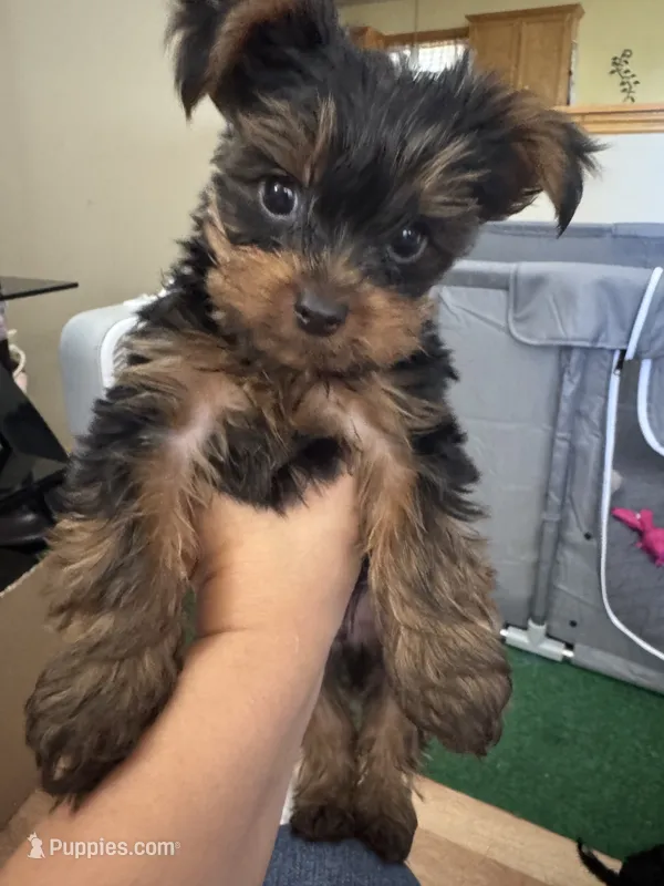 Esspreso  – Yorkshire Terrier puppy for sale in Newaygo, MI
