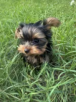 Macchiato , a male Yorkshire Terrier for sale in Newaygo, MI – 2 of 4