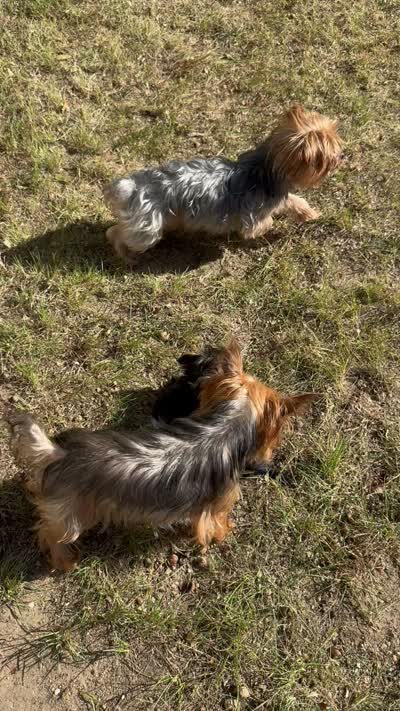 Esspreso , a male Yorkshire Terrier for sale in Newaygo, MI – 5 of 5