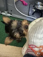 Esspreso , a male Yorkshire Terrier for sale in Newaygo, MI – 2 of 5