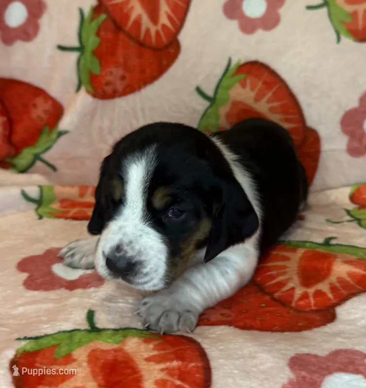 Red girl – Basset Hound puppy for sale in McAlester, OK