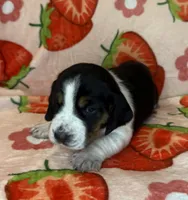 Red girl, a female Basset Hound for sale in McAlester, OK – 1 of 2
