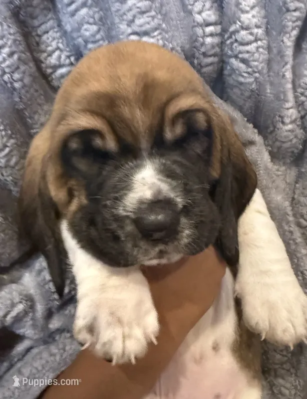Bright Pink girl – Basset Hound puppy for sale in McAlester, OK