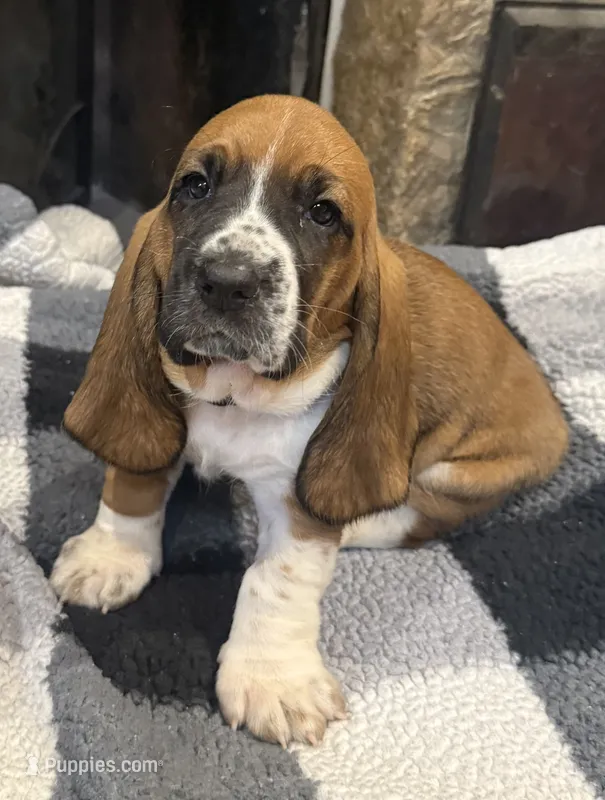 Green girl – Basset Hound puppy for sale in McAlester, OK