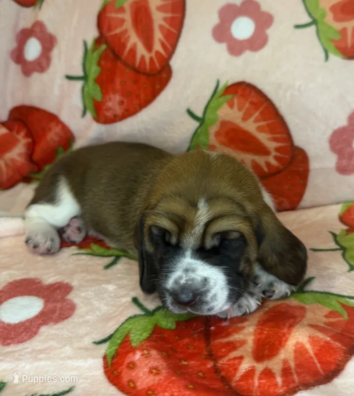 Green girl, a female Basset Hound for sale in McAlester, OK – 1 of 2