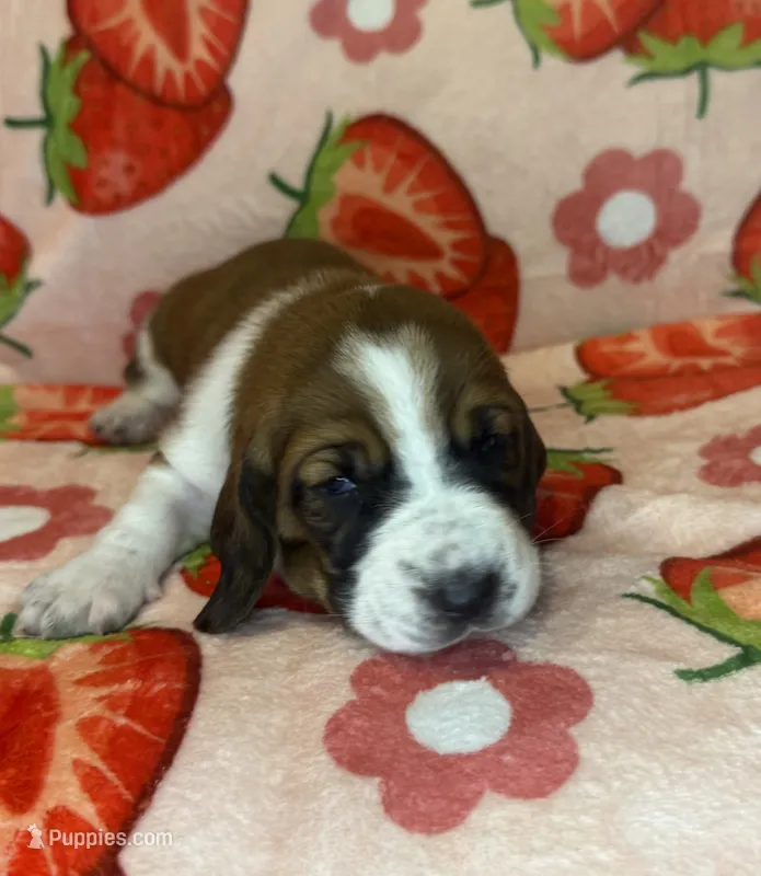 Baby blue girl – Basset Hound puppy for sale in McAlester, OK
