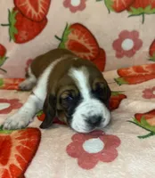 Baby blue girl, a female Basset Hound for sale in McAlester, OK – 1 of 3
