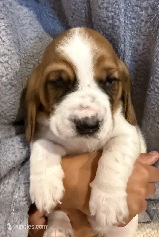 Blue boy – Basset Hound puppy for sale in McAlester, OK