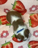 Blue boy, a male Basset Hound for sale in McAlester, OK – 2 of 3