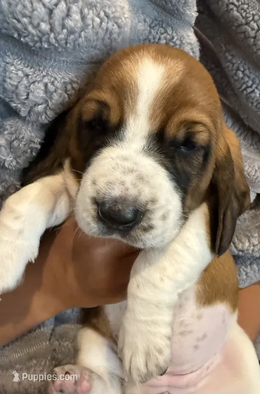 Baby blue girl – Basset Hound puppy for sale in McAlester, OK