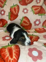 Purple girl, a female Basset Hound for sale in McAlester, OK – 3 of 3
