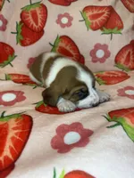 Blue boy, a male Basset Hound for sale in McAlester, OK – 3 of 3