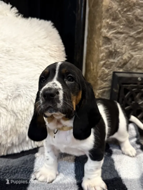 Baby Pink girl – Basset Hound puppy for sale in McAlester, OK