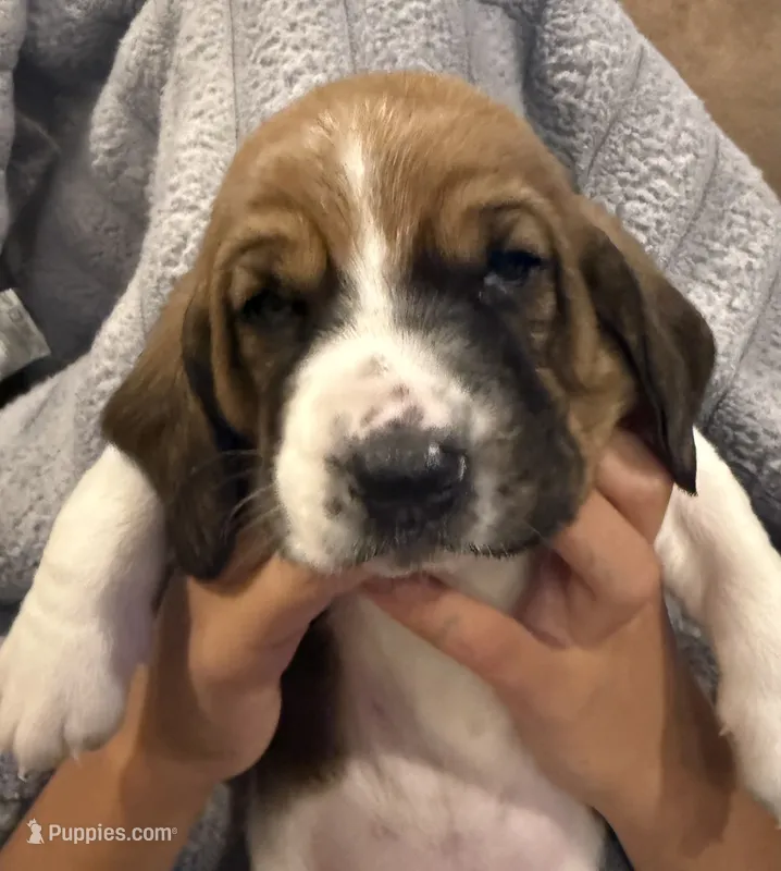 Yellow girl – Basset Hound puppy for sale in McAlester, OK