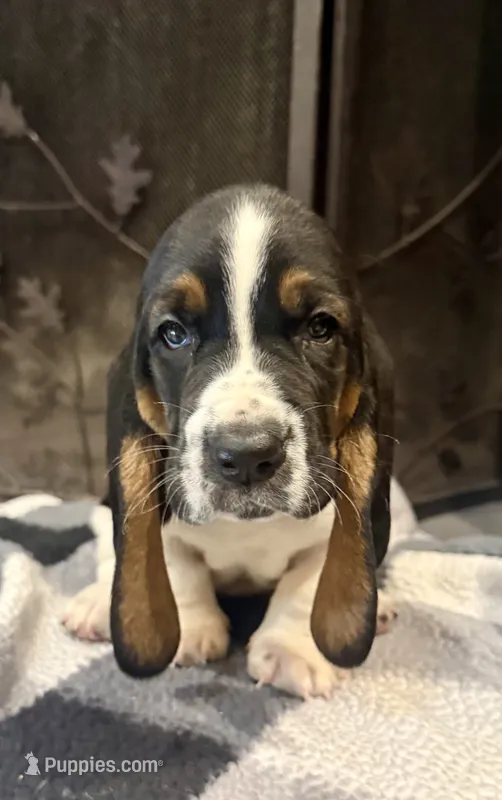 Hunter green boy – Basset Hound puppy for sale in McAlester, OK