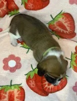Green girl, a female Basset Hound for sale in McAlester, OK – 2 of 2