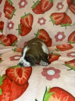 Baby blue girl, a female Basset Hound for sale in McAlester, OK – 2 of 3