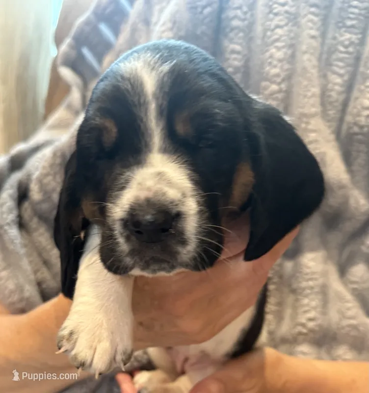 Baby Pink girl – Basset Hound puppy for sale in McAlester, OK