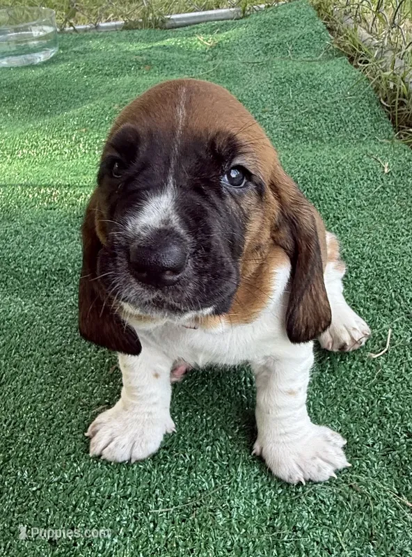 Bright Pink girl – Basset Hound puppy for sale in McAlester, OK