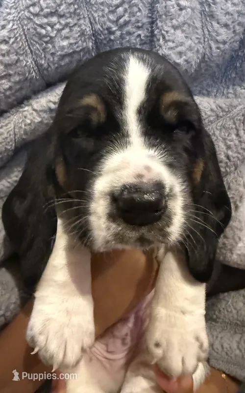 Hunter green boy – Basset Hound puppy for sale in McAlester, OK