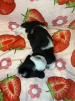 Baby Pink girl, a female Basset Hound for sale in McAlester, OK – 2 of 2