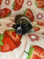 Bright Pink girl, a female Basset Hound for sale in McAlester, OK – 3 of 3