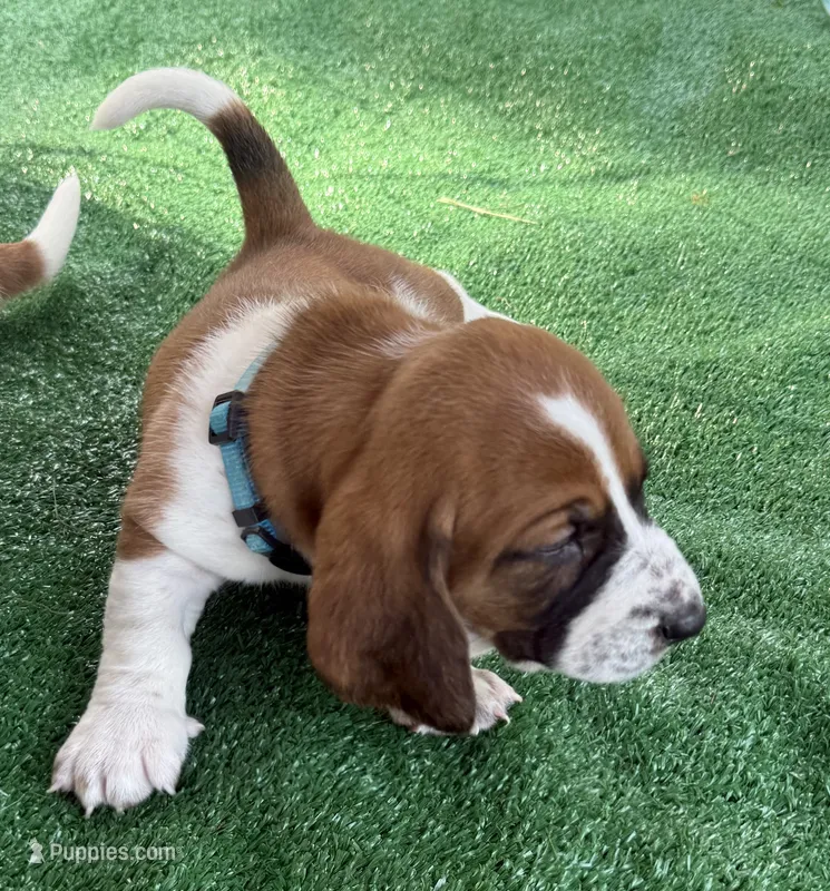 Baby blue girl – Basset Hound puppy for sale in McAlester, OK