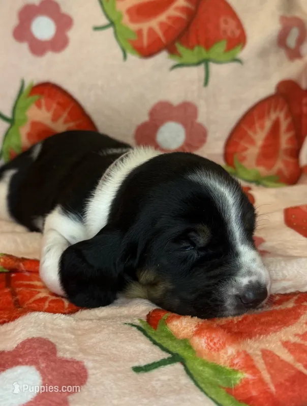 Baby Pink girl – Basset Hound puppy for sale in McAlester, OK