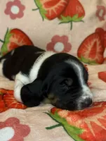 Baby Pink girl, a female Basset Hound for sale in McAlester, OK – 1 of 2