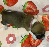 Bright Pink girl, a female Basset Hound for sale in McAlester, OK – 2 of 3