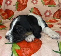 Hunter green boy, a male Basset Hound for sale in McAlester, OK – 2 of 3