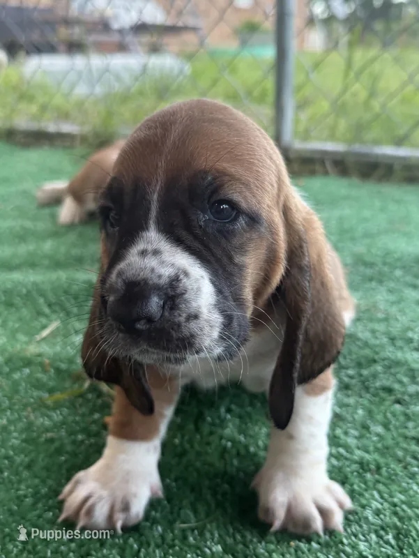 Green girl – Basset Hound puppy for sale in McAlester, OK