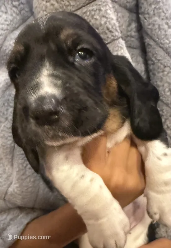 Neon green girl – Basset Hound puppy for sale in McAlester, OK