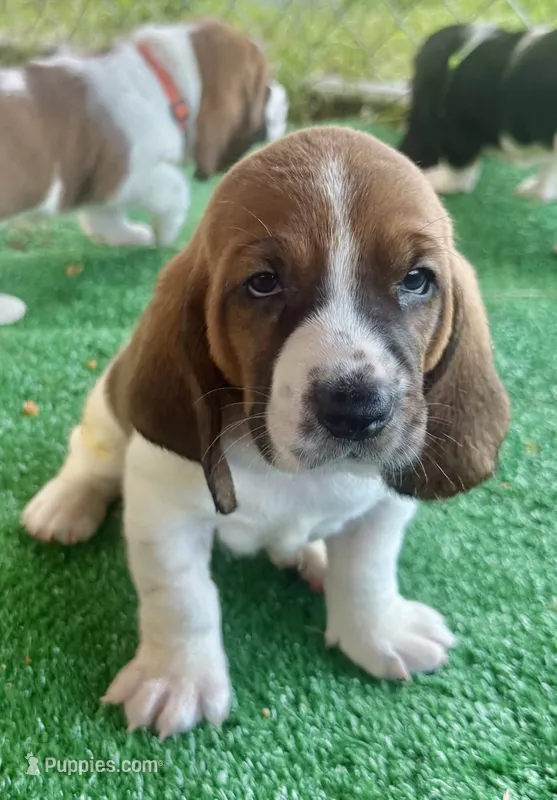 Yellow girl – Basset Hound puppy for sale in McAlester, OK