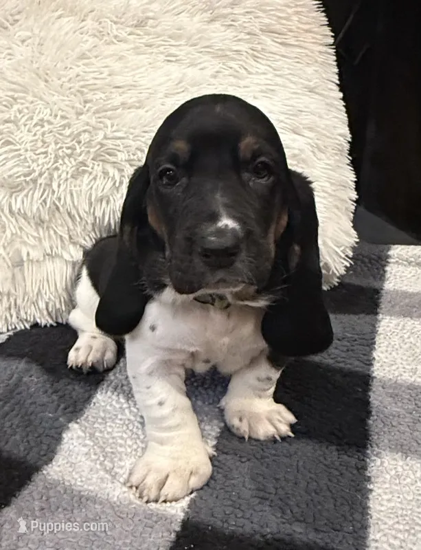 Neon green girl – Basset Hound puppy for sale in McAlester, OK