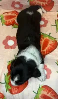 Hunter green boy, a male Basset Hound for sale in McAlester, OK – 3 of 3