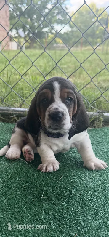 Purple girl – Basset Hound puppy for sale in McAlester, OK