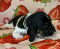 Neon green girl, a female Basset Hound for sale in McAlester, OK – 1 of 3