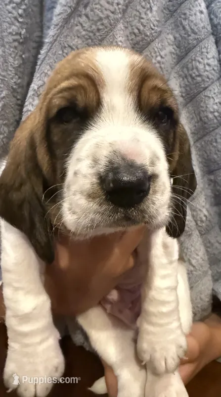 Orange boy – Basset Hound puppy for sale in McAlester, OK