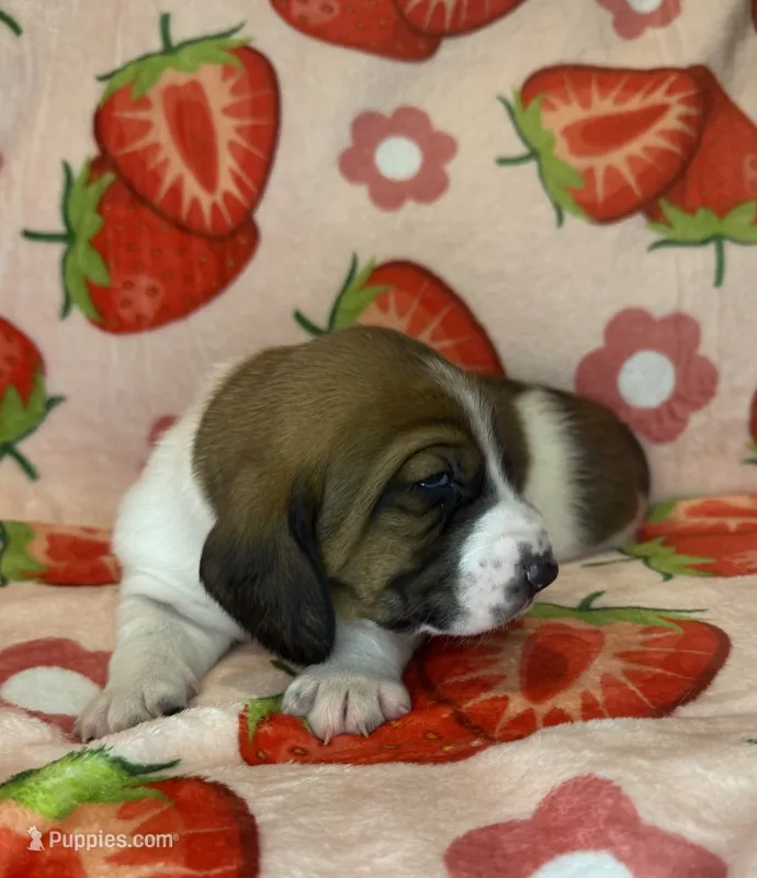 Yellow girl – Basset Hound puppy for sale in McAlester, OK