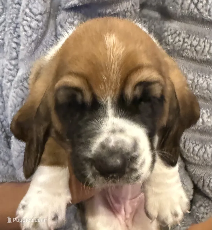 Green girl – Basset Hound puppy for sale in McAlester, OK