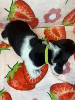 Neon green girl, a female Basset Hound for sale in McAlester, OK – 3 of 3