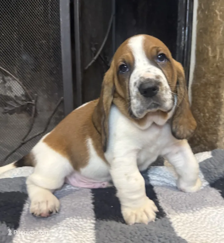 Orange boy – Basset Hound puppy for sale in McAlester, OK