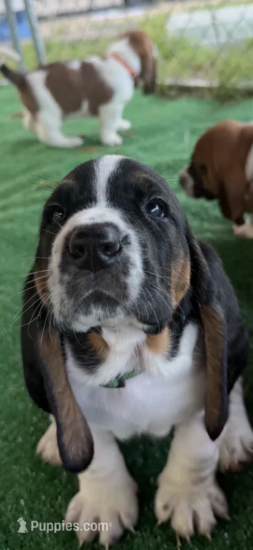 Hunter green boy – Basset Hound puppy for sale in McAlester, OK