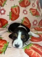 Purple girl, a female Basset Hound for sale in McAlester, OK – 2 of 3