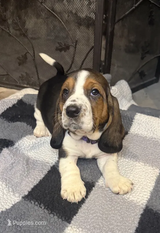 Purple girl – Basset Hound puppy for sale in McAlester, OK