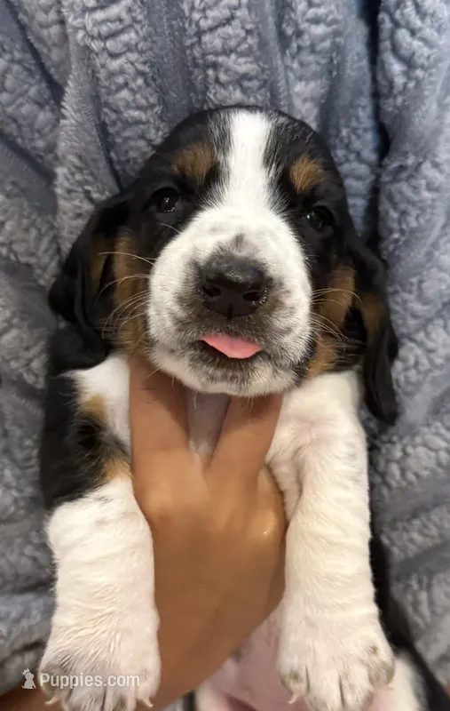 Red girl – Basset Hound puppy for sale in McAlester, OK