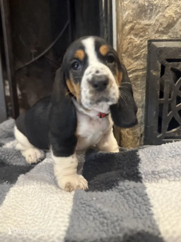 Red girl – Basset Hound puppy for sale in McAlester, OK
