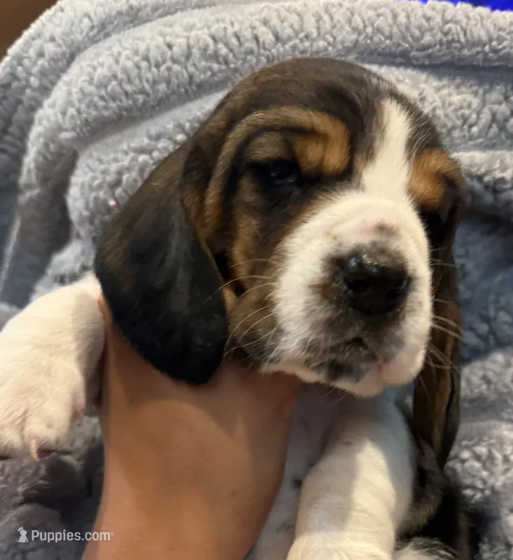 Purple girl – Basset Hound puppy for sale in McAlester, OK