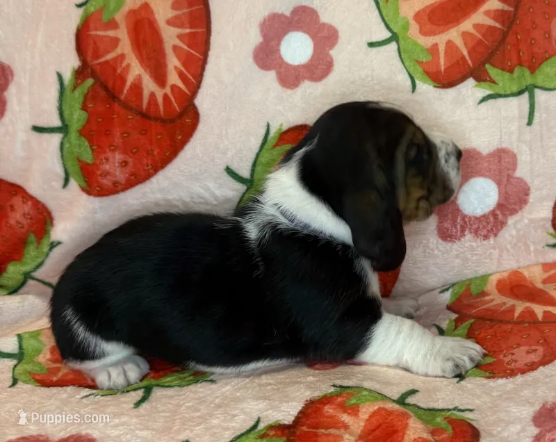 Purple girl – Basset Hound puppy for sale in McAlester, OK